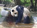 Pandas (056)